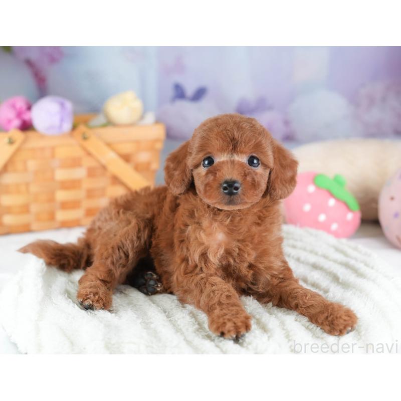 販売中の埼玉県のトイプードル-442325の11枚目