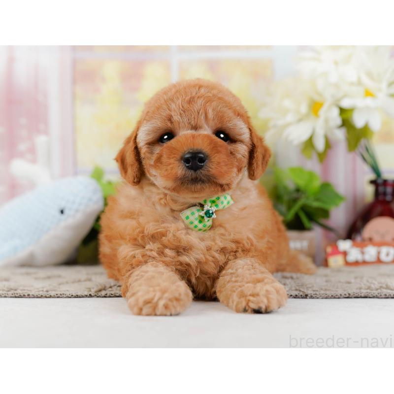 販売中の神奈川県のトイプードル-442032の12枚目