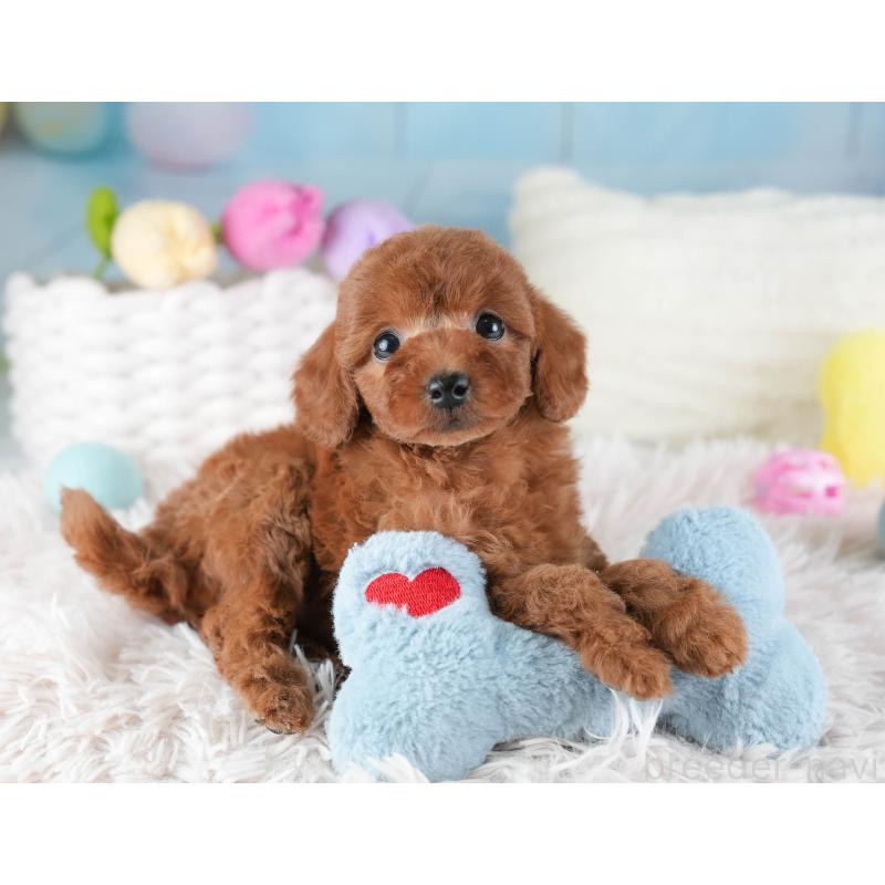 販売中の埼玉県のトイプードル-442325の10枚目