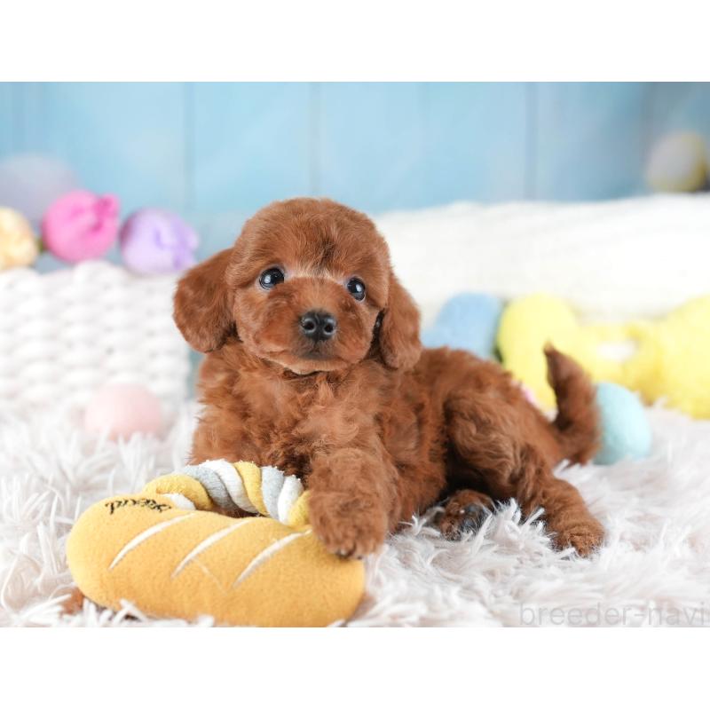 販売中の埼玉県のトイプードル-442325の9枚目