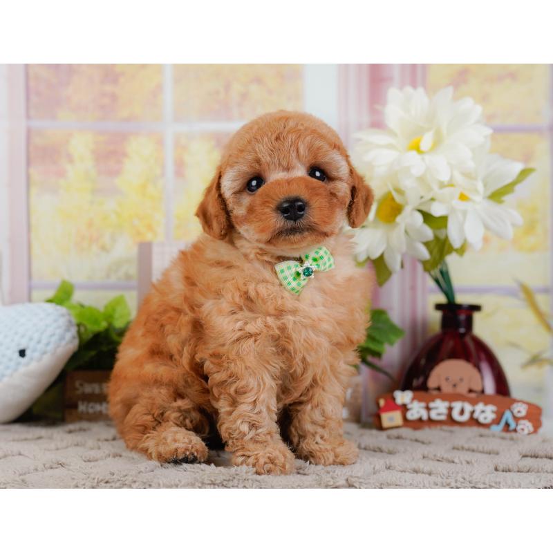 販売中の神奈川県のトイプードル-442032の10枚目