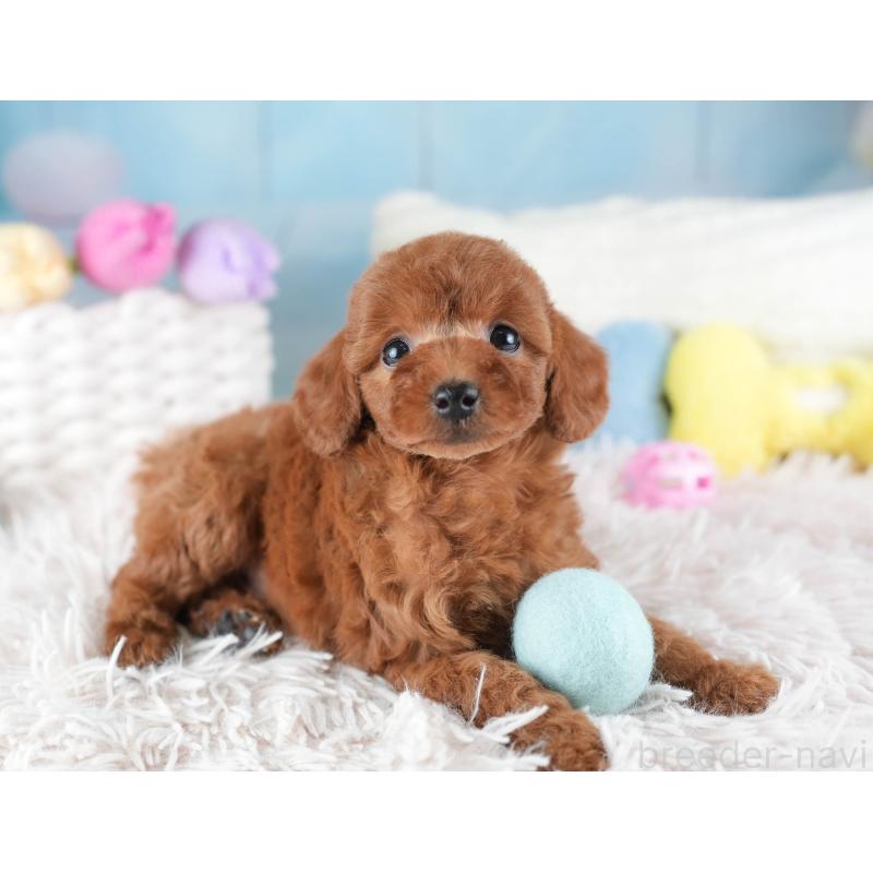 販売中の埼玉県のトイプードル-442325の7枚目