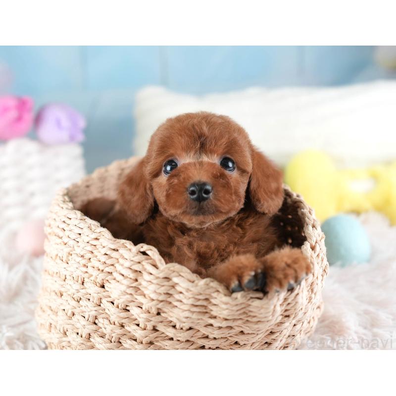 販売中の埼玉県のトイプードル-442325の6枚目