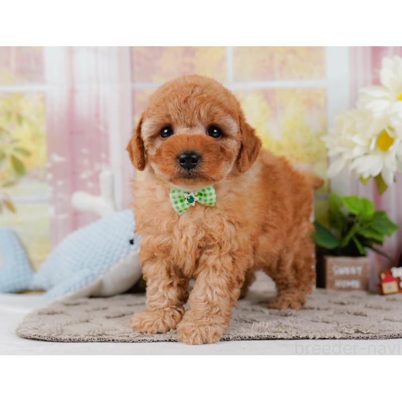 販売中の神奈川県のトイプードル-442032の9枚目