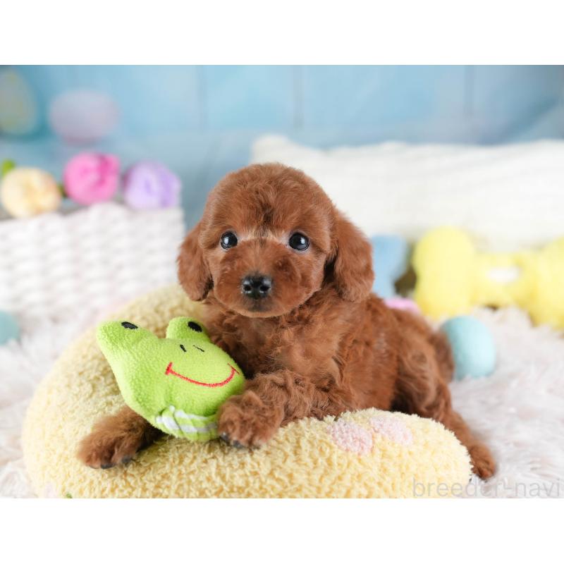 販売中の埼玉県のトイプードル-442325の5枚目