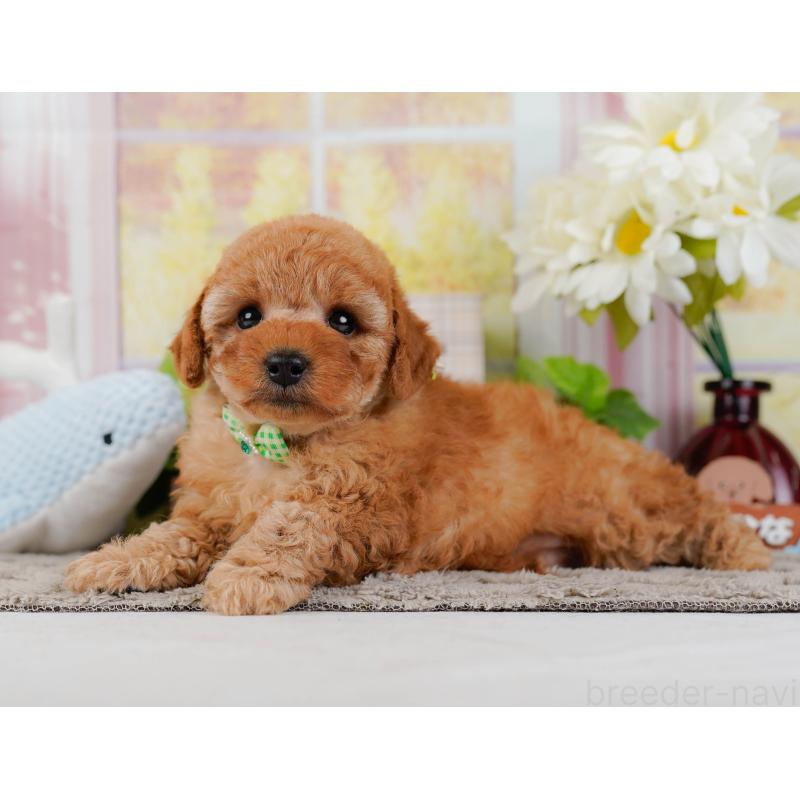 販売中の神奈川県のトイプードル-442032の8枚目