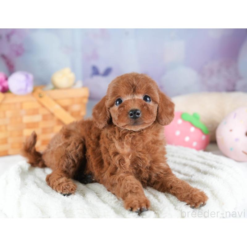 販売中の埼玉県のトイプードル-442325の4枚目