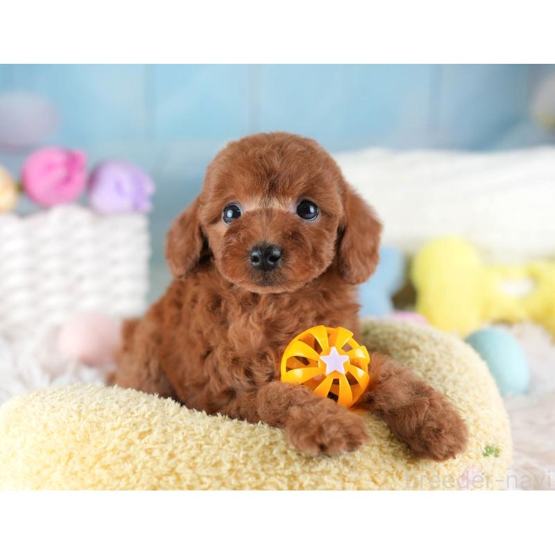 販売中の埼玉県のトイプードル-442325の3枚目