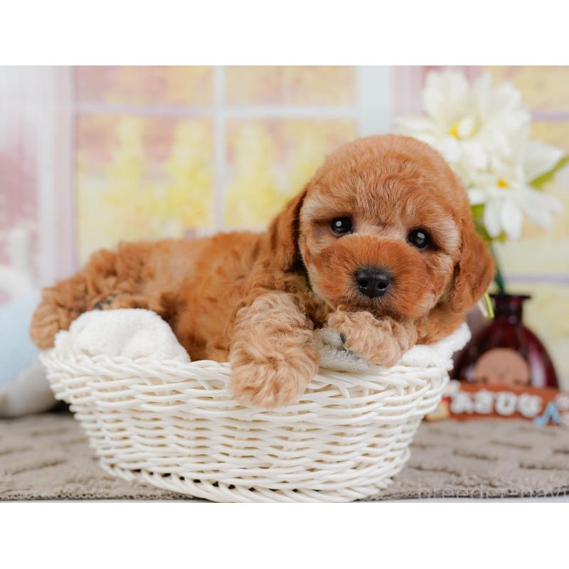 販売中の神奈川県のトイプードル-442032の7枚目