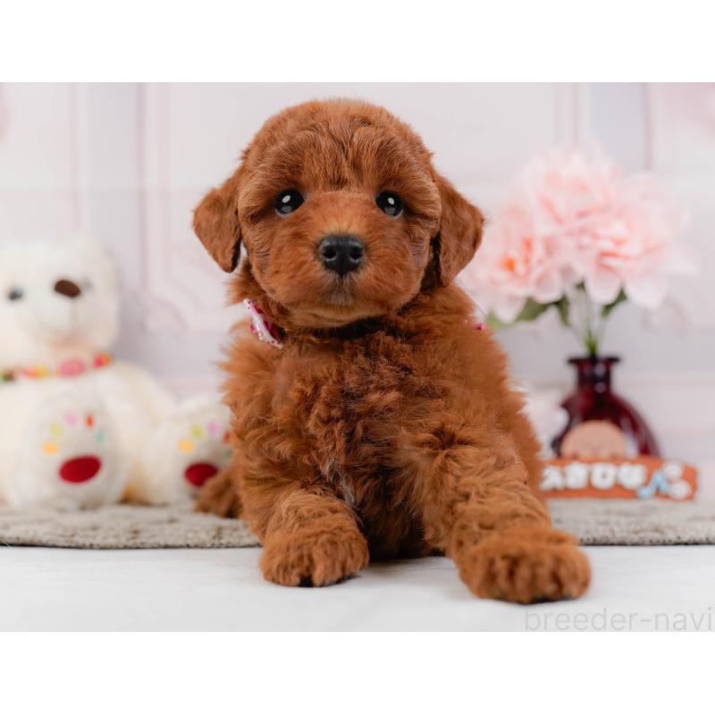 販売中の神奈川県のトイプードル-442033の13枚目