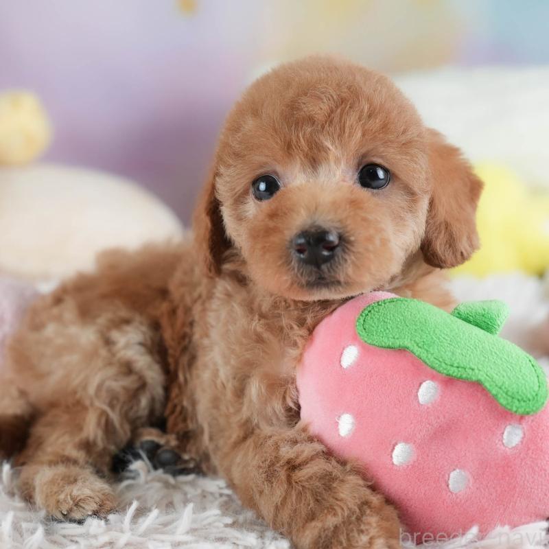 販売中の埼玉県のトイプードル-442324の1枚目