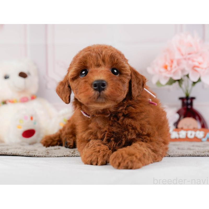 販売中の神奈川県のトイプードル-442033の12枚目