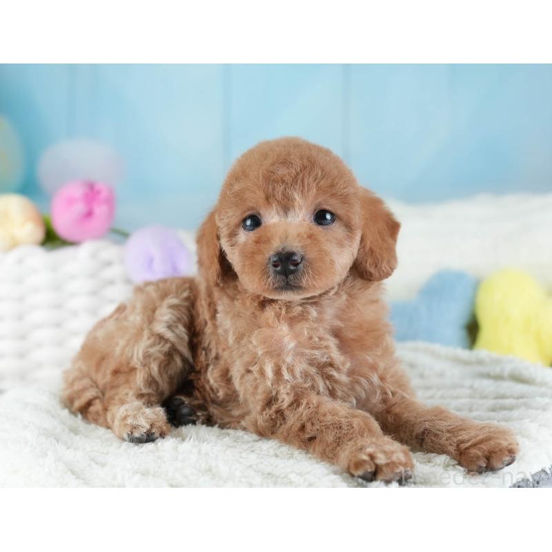 販売中の埼玉県のトイプードル-442324の11枚目