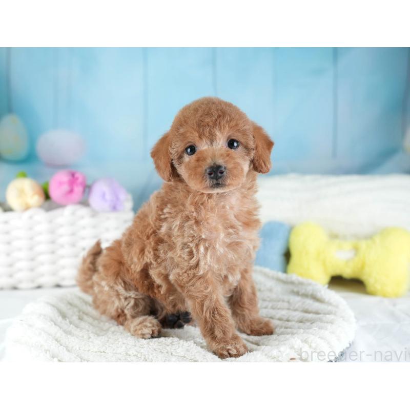 販売中の埼玉県のトイプードル-442324の10枚目