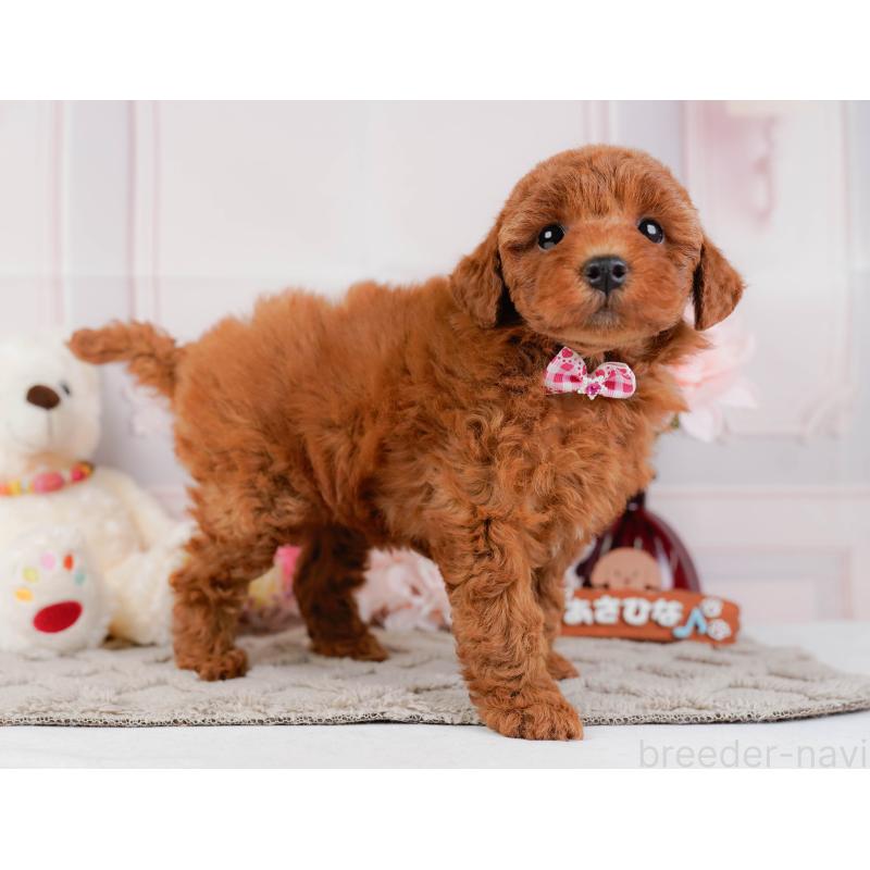 販売中の神奈川県のトイプードル-442033の11枚目