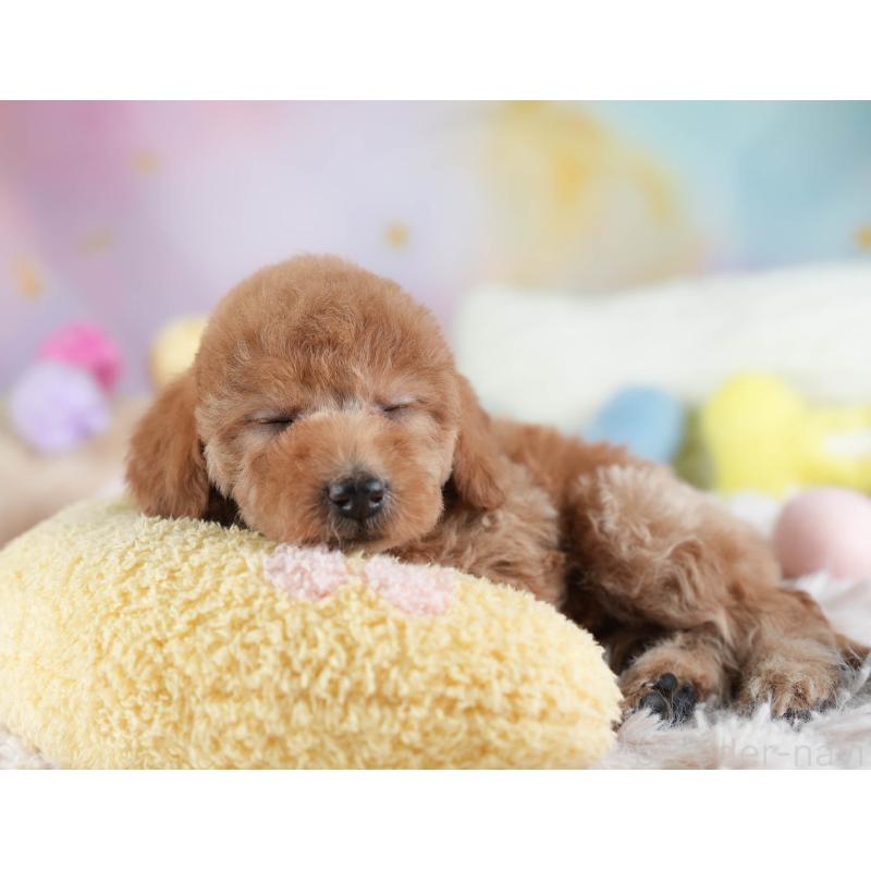 販売中の埼玉県のトイプードル-442324の8枚目