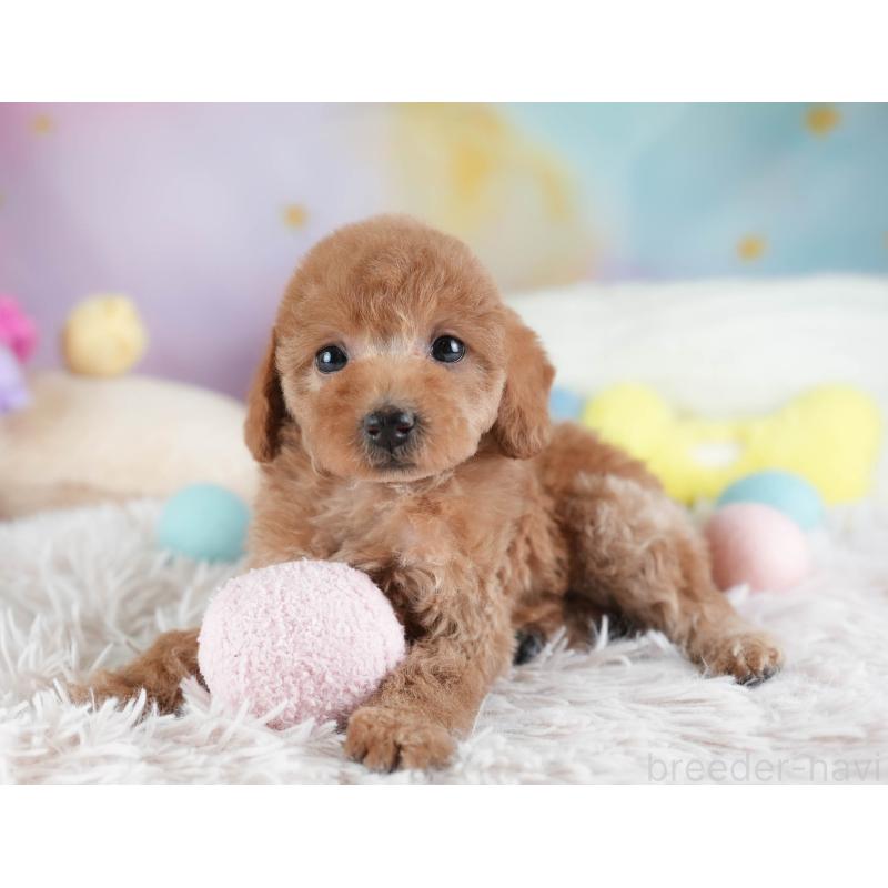 販売中の埼玉県のトイプードル-442324の7枚目