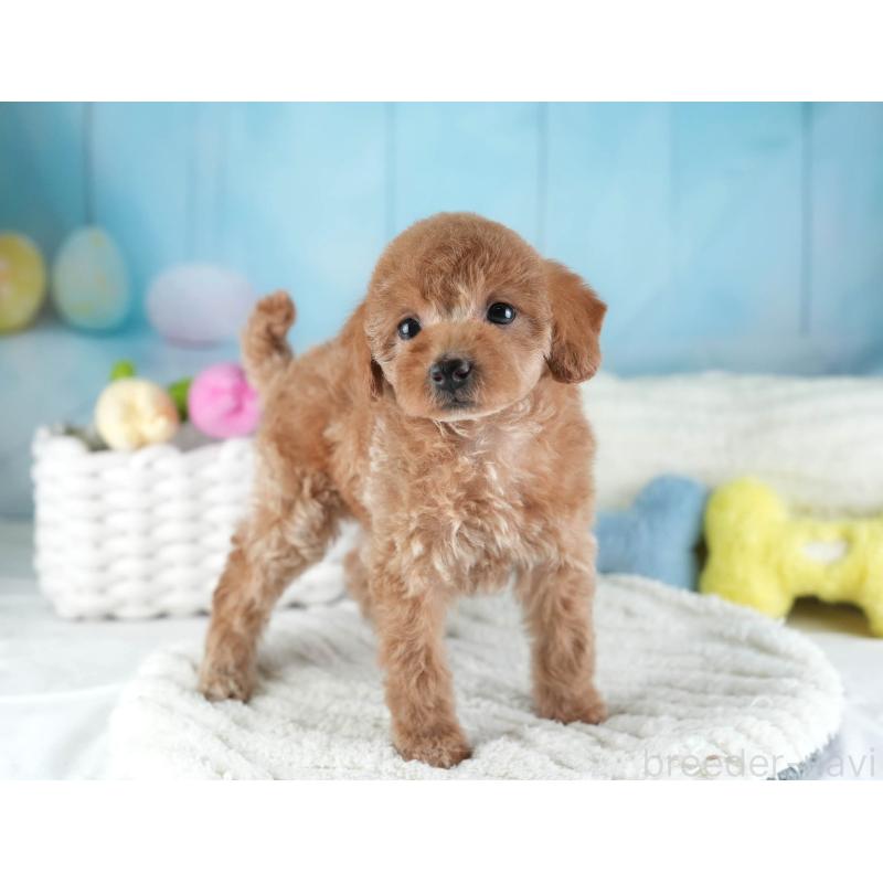 販売中の埼玉県のトイプードル-442324の6枚目