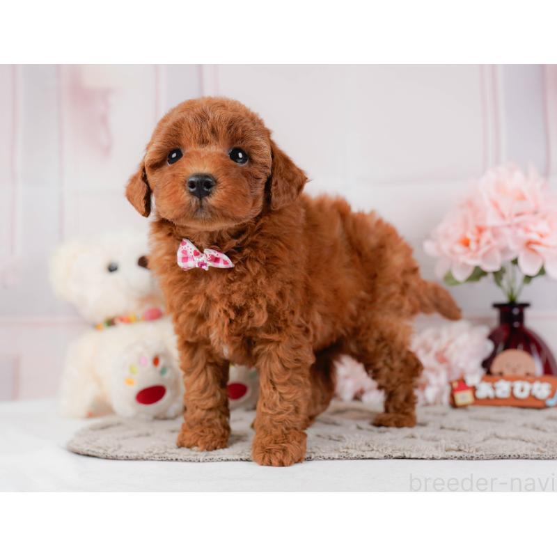 販売中の神奈川県のトイプードル-442033の9枚目