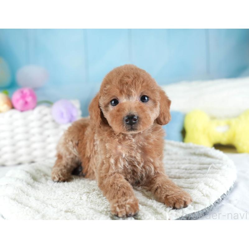 販売中の埼玉県のトイプードル-442324の5枚目