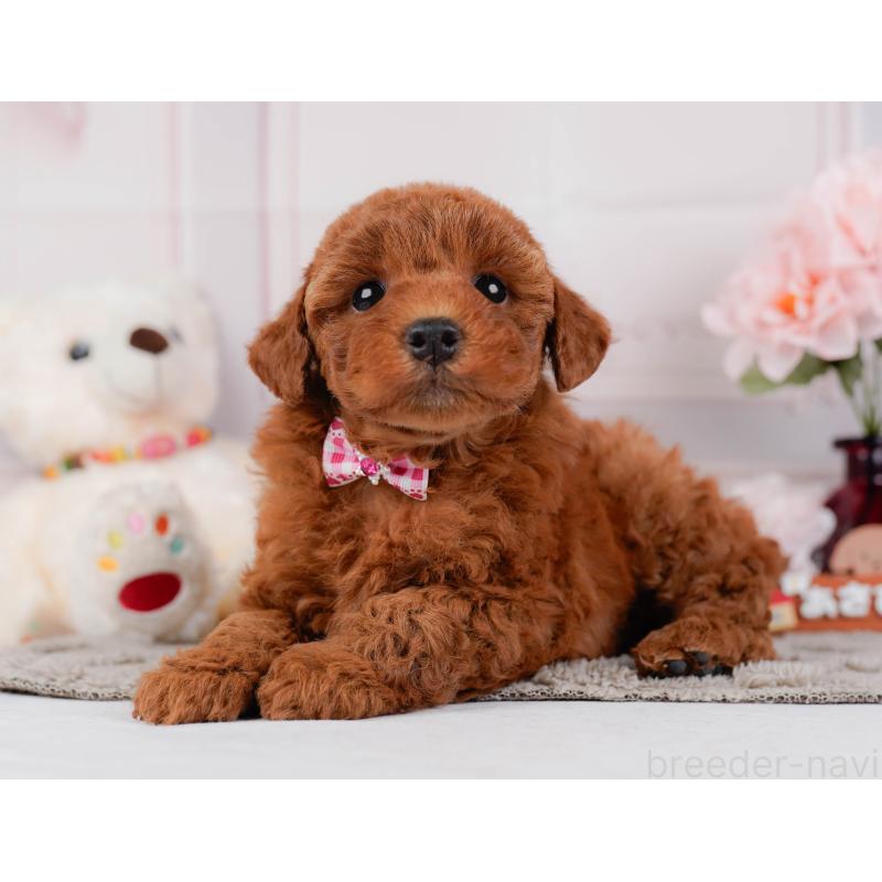 販売中の神奈川県のトイプードル-442033の8枚目