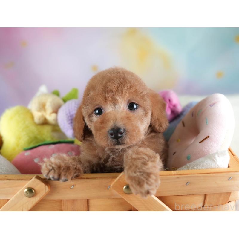 販売中の埼玉県のトイプードル-442324の3枚目