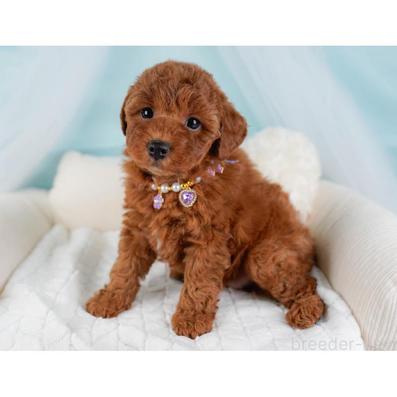 販売中の神奈川県のトイプードル-442033の6枚目