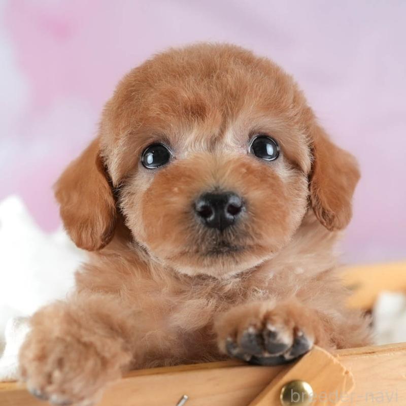 販売中ののトイプードル-442320