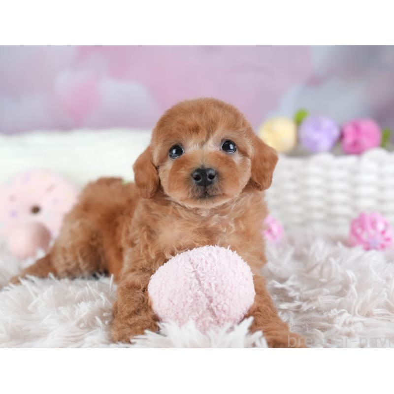 販売中の埼玉県のトイプードル-442320の11枚目