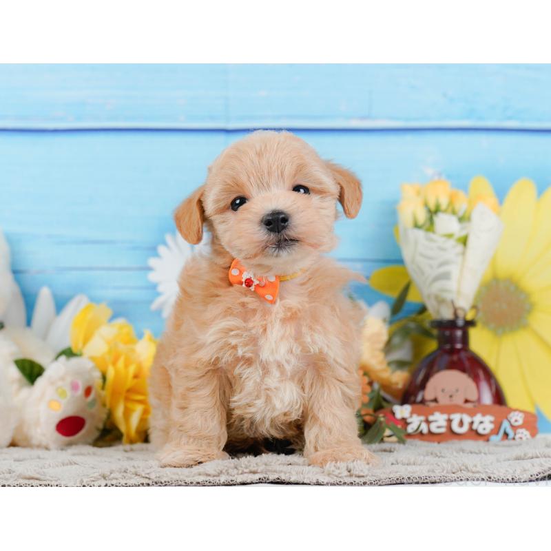 販売中の神奈川県のマルプー:マルチーズ×トイプードル-442024の13枚目