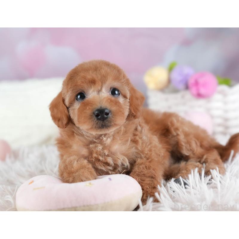 販売中の埼玉県のトイプードル-442320の10枚目