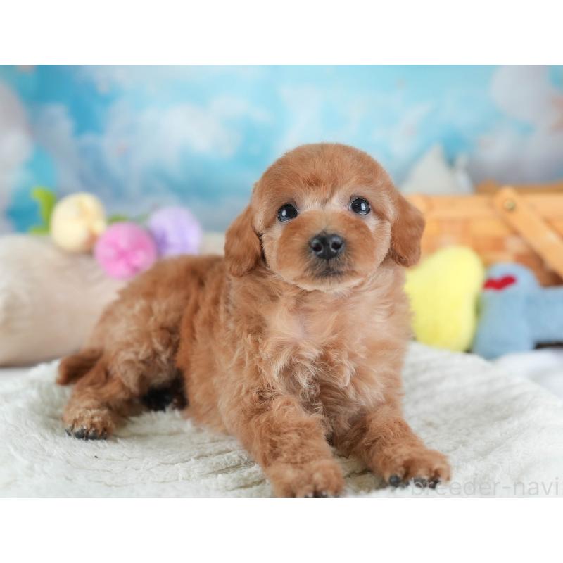 販売中の埼玉県のトイプードル-442320の9枚目