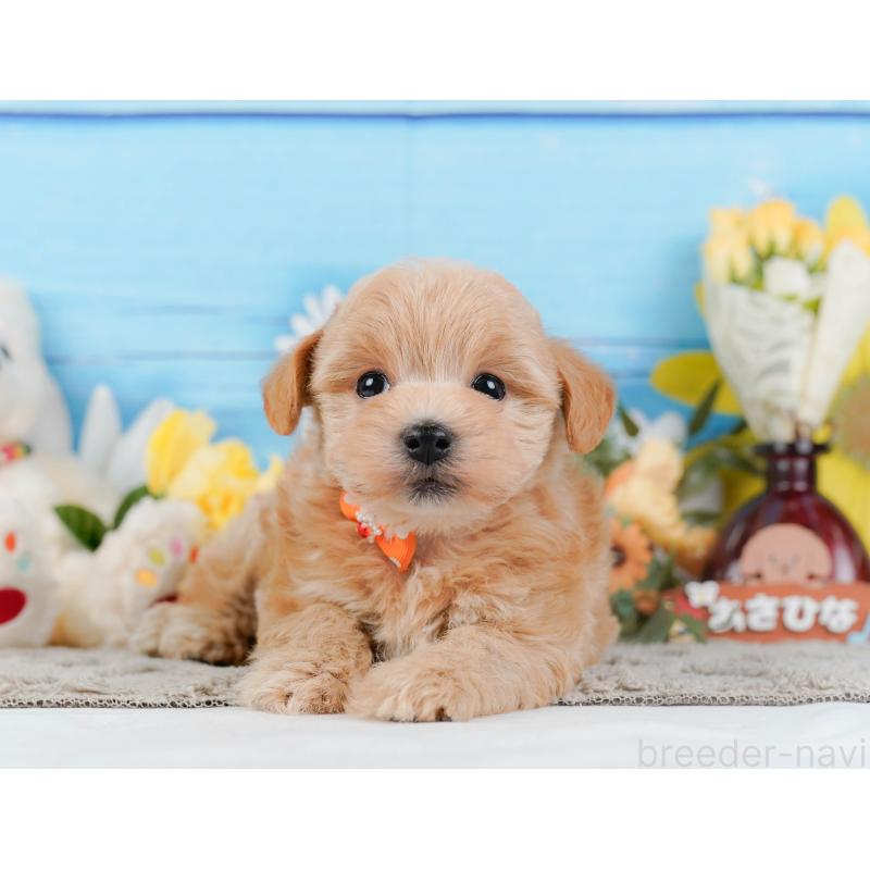 販売中の神奈川県のマルプー:マルチーズ×トイプードル-442024の12枚目