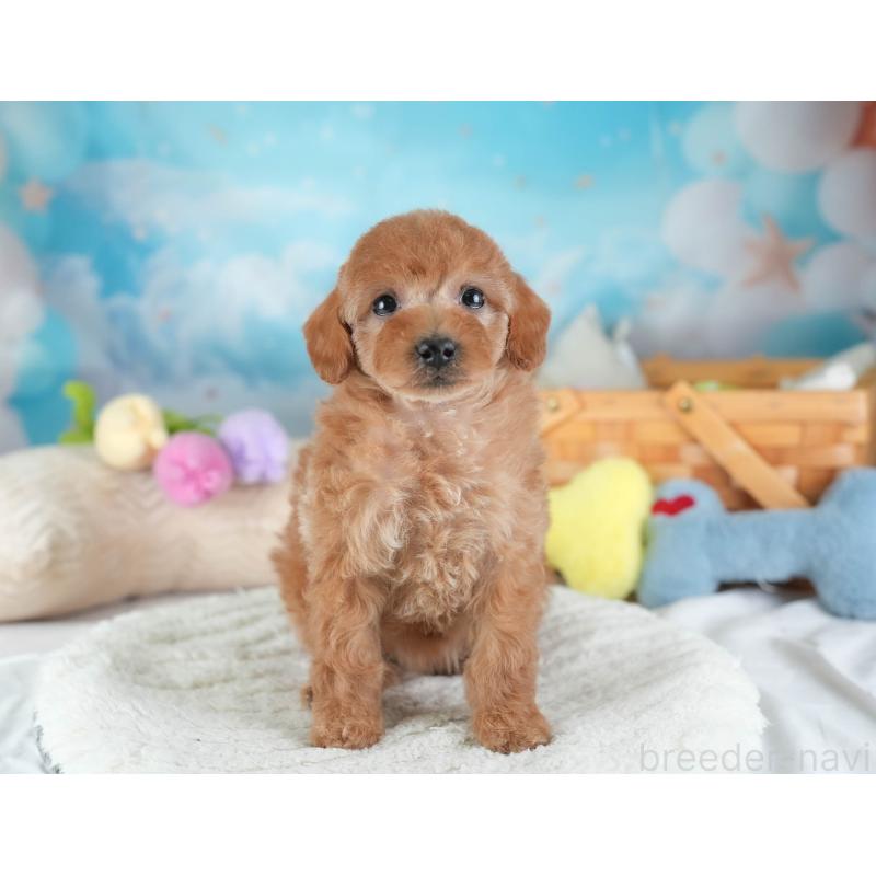 販売中の埼玉県のトイプードル-442320の8枚目