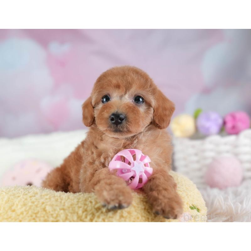 販売中の埼玉県のトイプードル-442320の7枚目