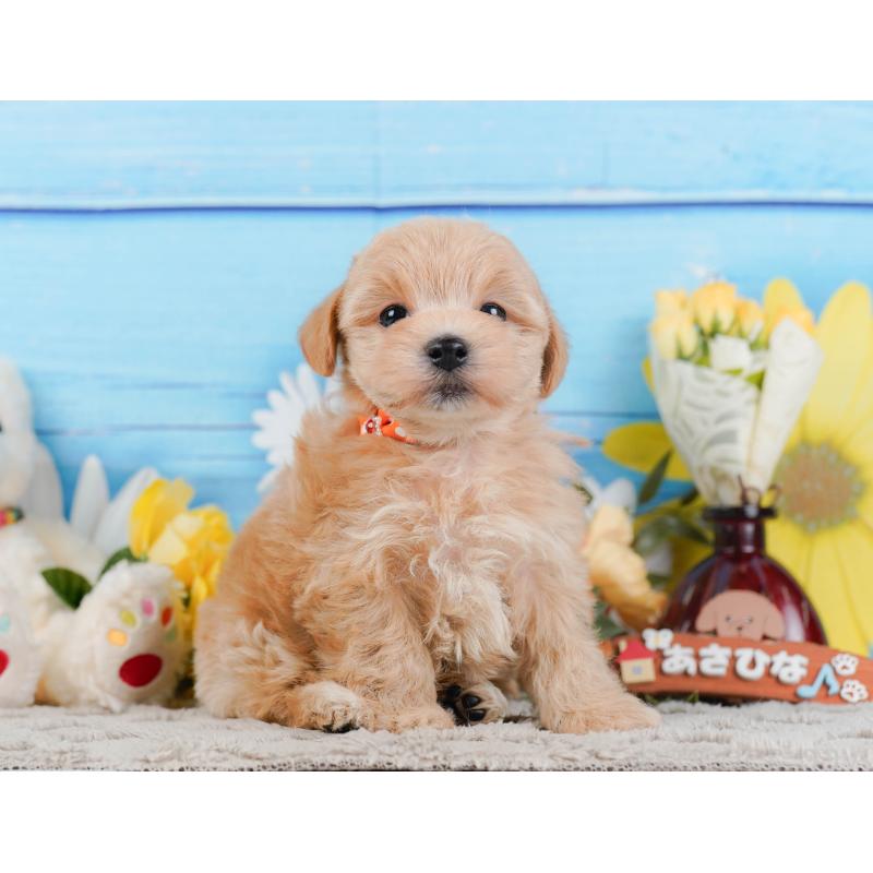 販売中の神奈川県のマルプー:マルチーズ×トイプードル-442024の11枚目