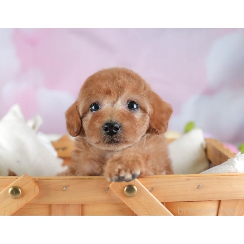 販売中の埼玉県のトイプードル-442320の6枚目