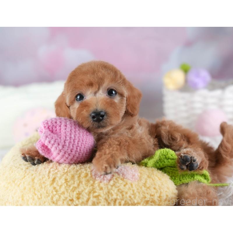 販売中の埼玉県のトイプードル-442320の5枚目