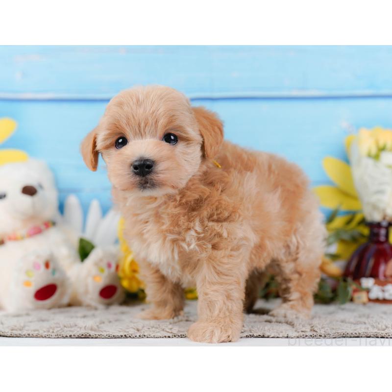 販売中の神奈川県のマルプー:マルチーズ×トイプードル-442024の10枚目