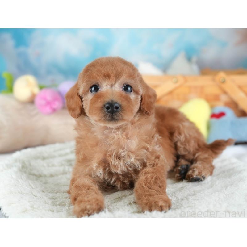 販売中の埼玉県のトイプードル-442320の3枚目