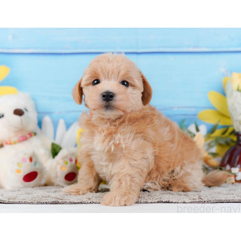 販売中の神奈川県のマルプー:マルチーズ×トイプードル-442024の9枚目