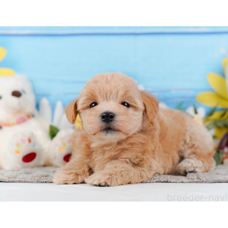 販売中の神奈川県のマルプー:マルチーズ×トイプードル-442024の8枚目