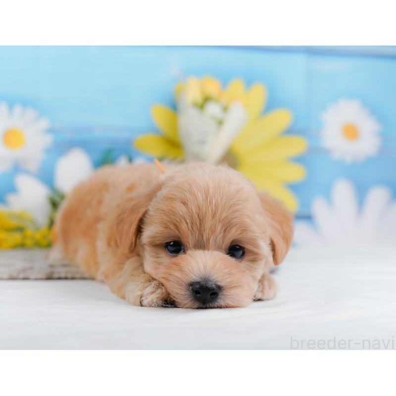 販売中の神奈川県のマルプー:マルチーズ×トイプードル-442024の7枚目