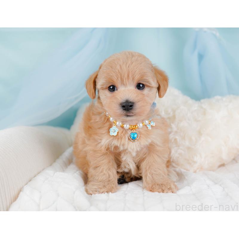 販売中の神奈川県のマルプー:マルチーズ×トイプードル-442024の6枚目