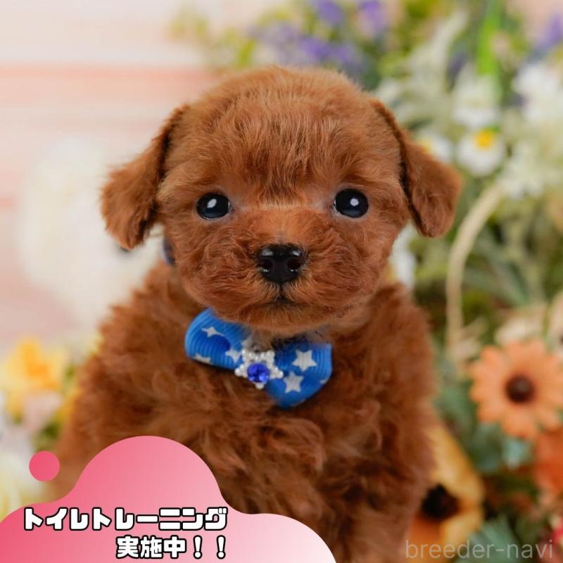 販売中の静岡県のティーカッププードル-442073