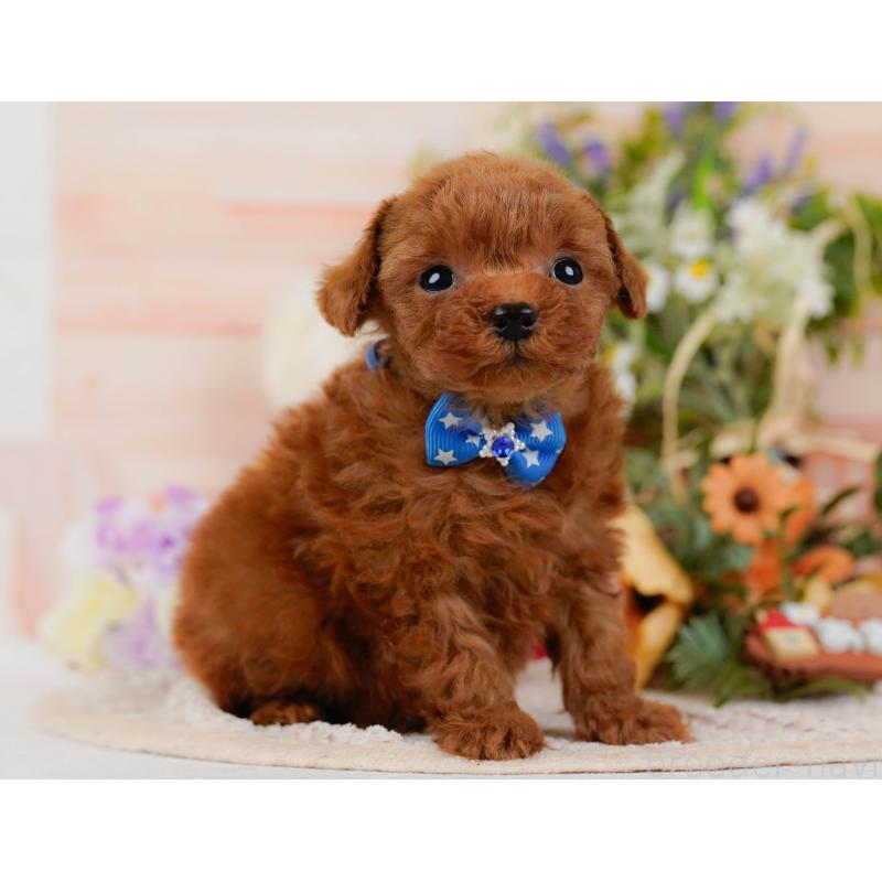 販売中の静岡県のティーカッププードル-442073の10枚目