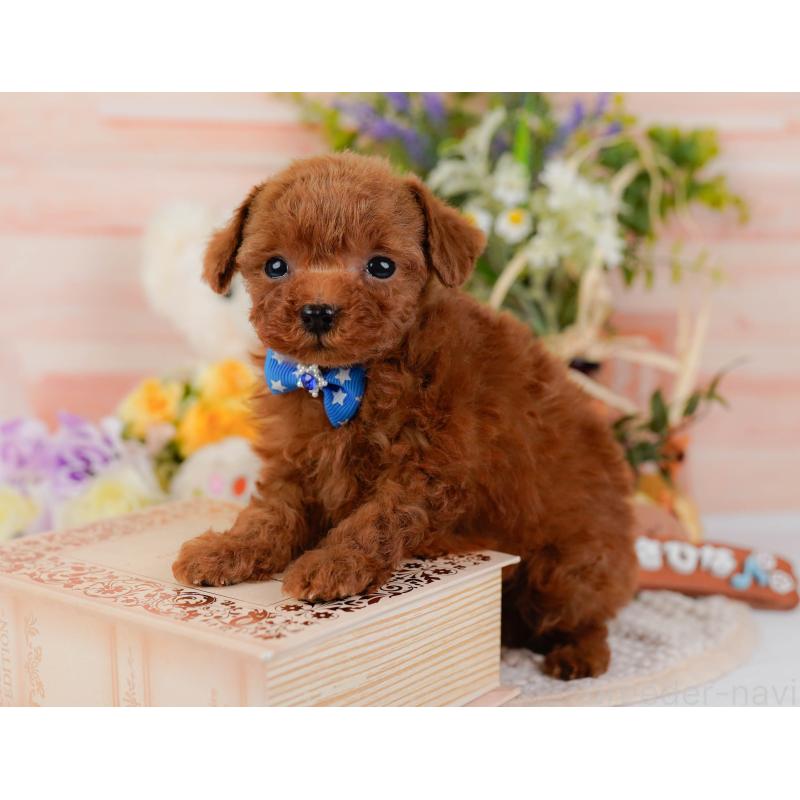 販売中の静岡県のティーカッププードル-442073の7枚目