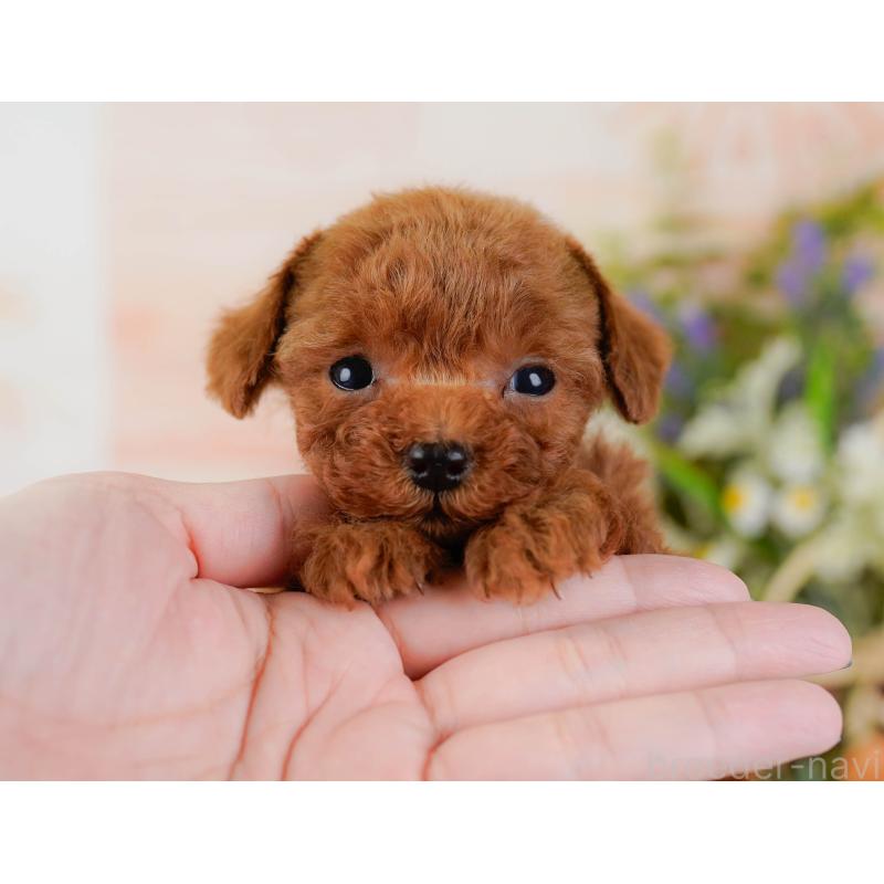 販売中の静岡県のティーカッププードル-442073の6枚目