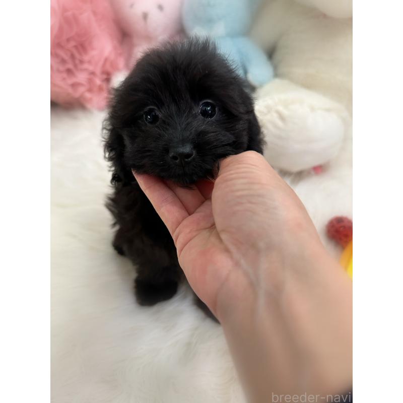 販売中の香川県のダップー:ミニチュアダックスフンド×トイプードル-433655の2枚目