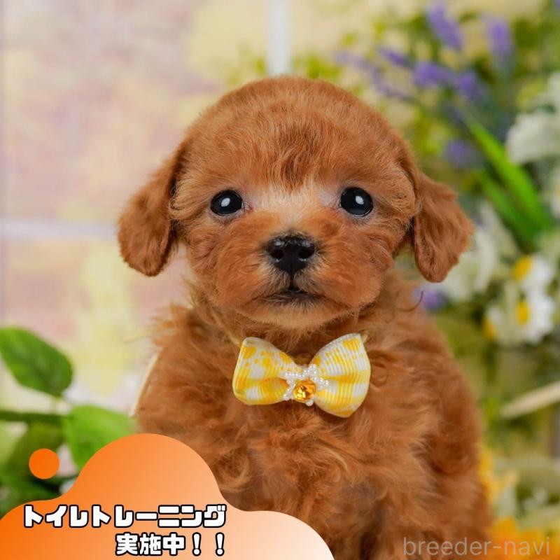 販売中の静岡県のティーカッププードル-442077